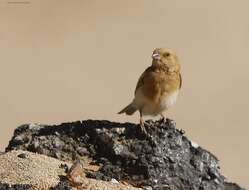 Image of African Desert Sparrow