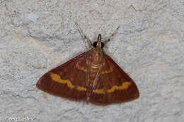 صورة Pyrausta pseuderosnealis Munroe 1976