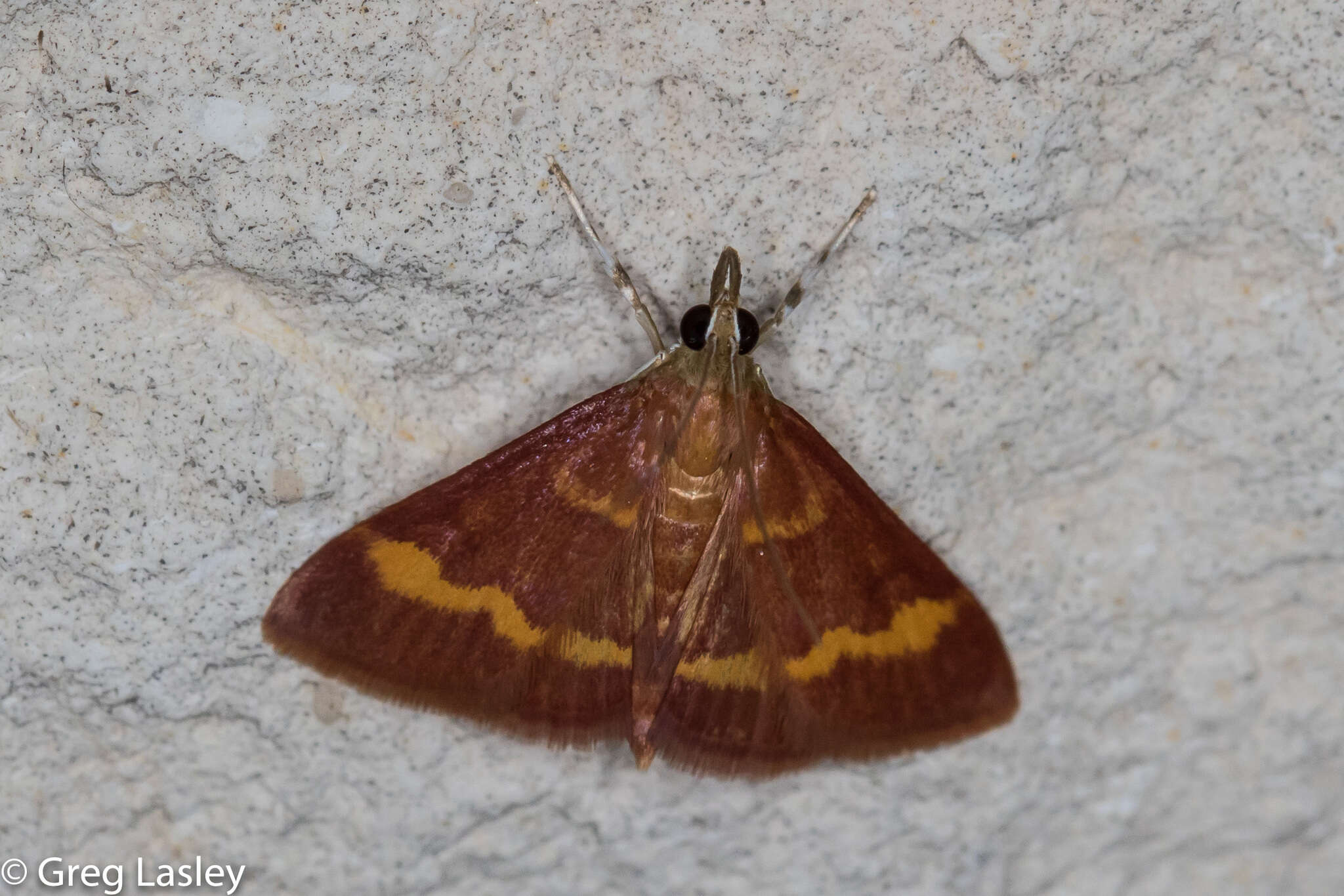 Image of Pyrausta pseuderosnealis Munroe 1976