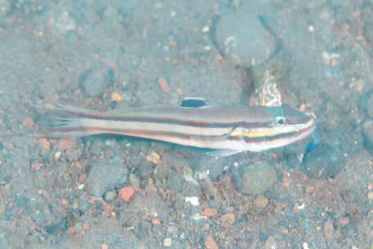 Image of Twostripe goby