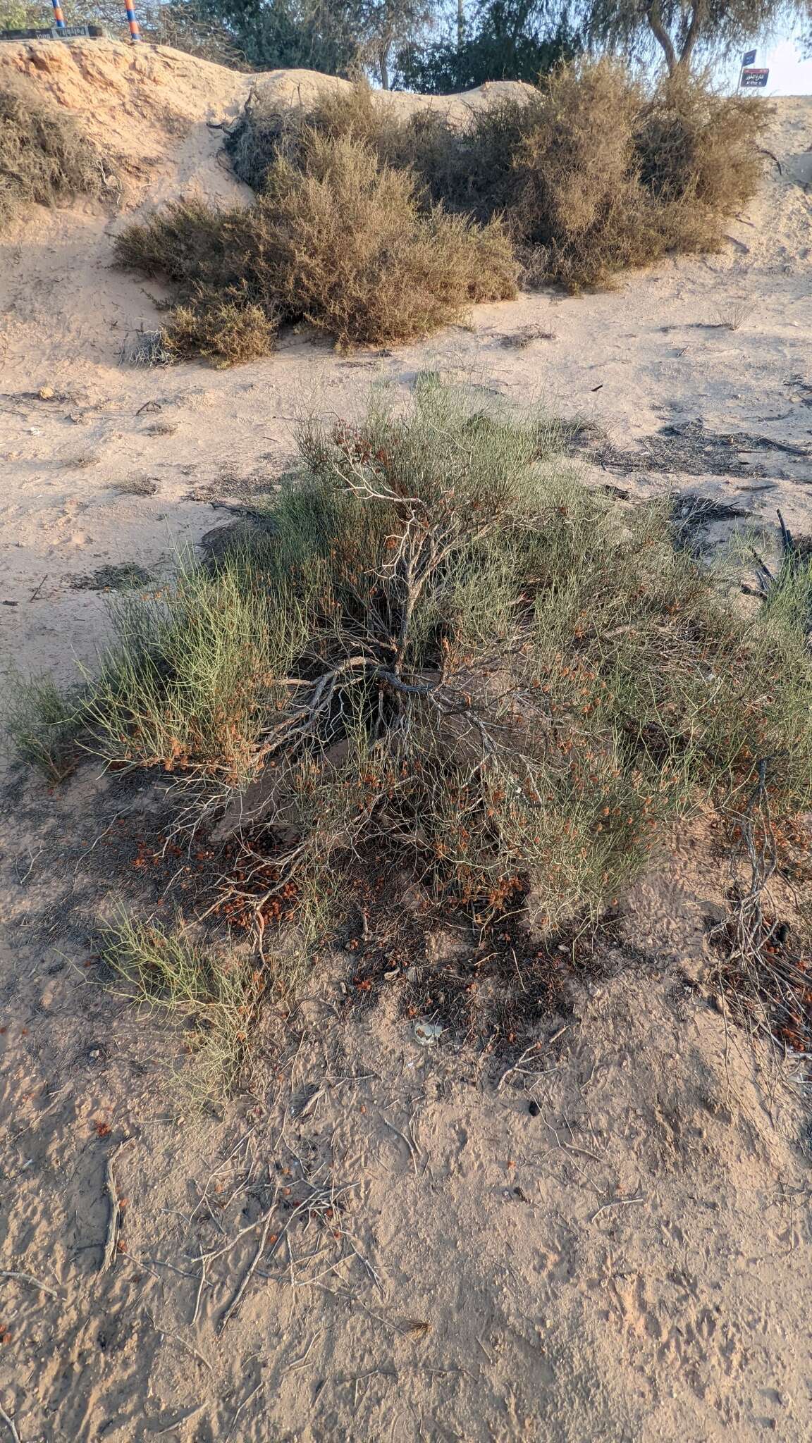 Image of Fire bush