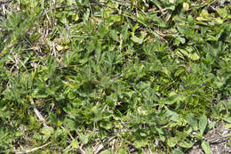 Plancia ëd Lupinus gibertianus C. P. Sm.