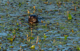 Image of Spotted-necked otter