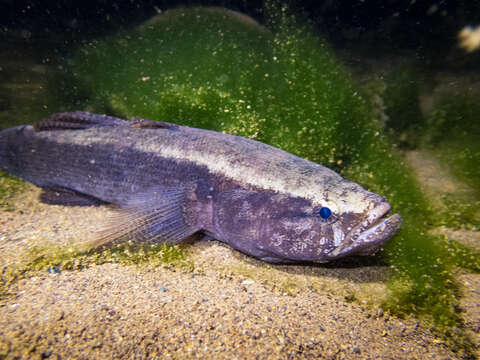 Image of Brown Spinecheek Gudgeon