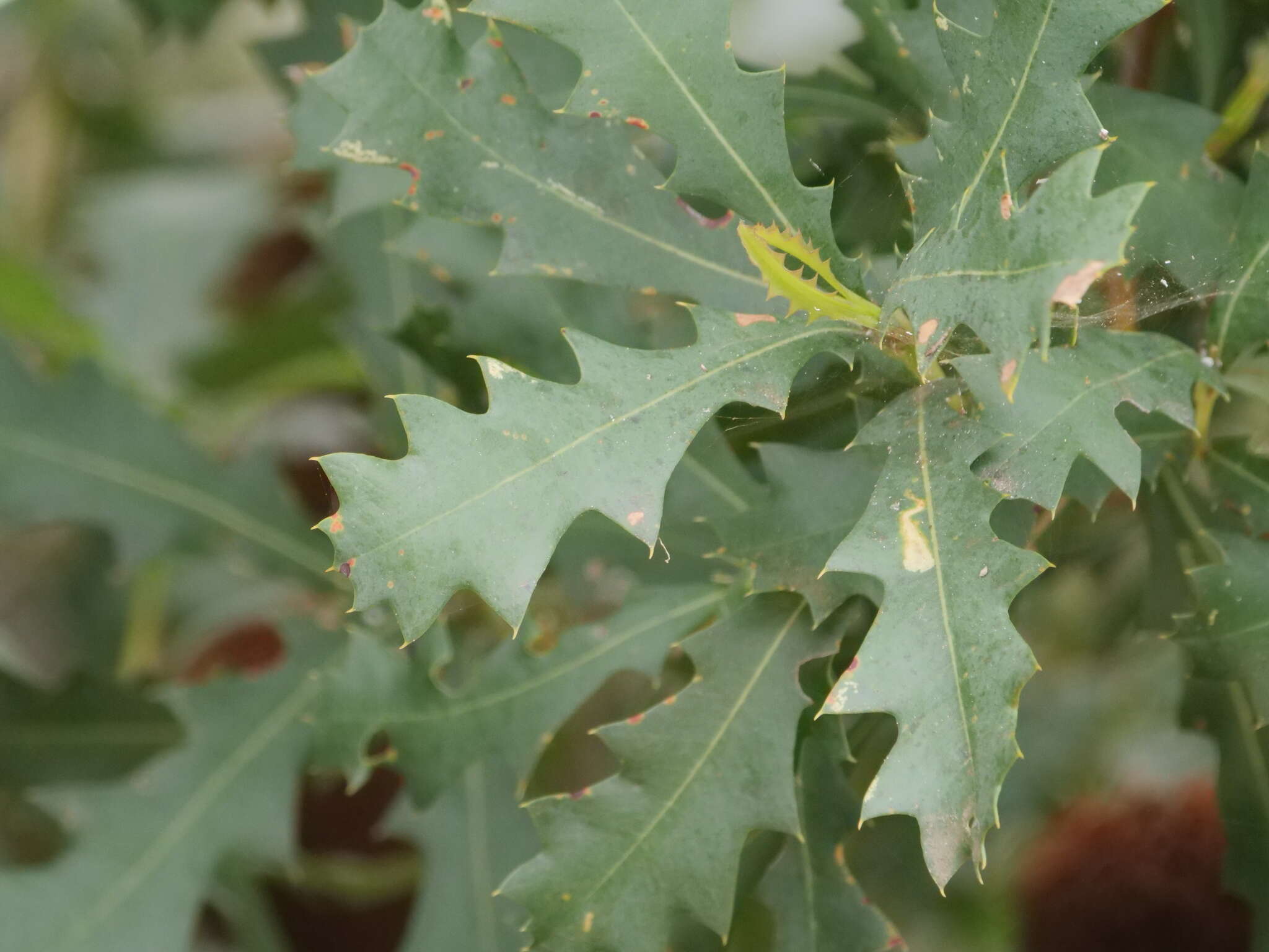 Image of Oak-leaved Banksia