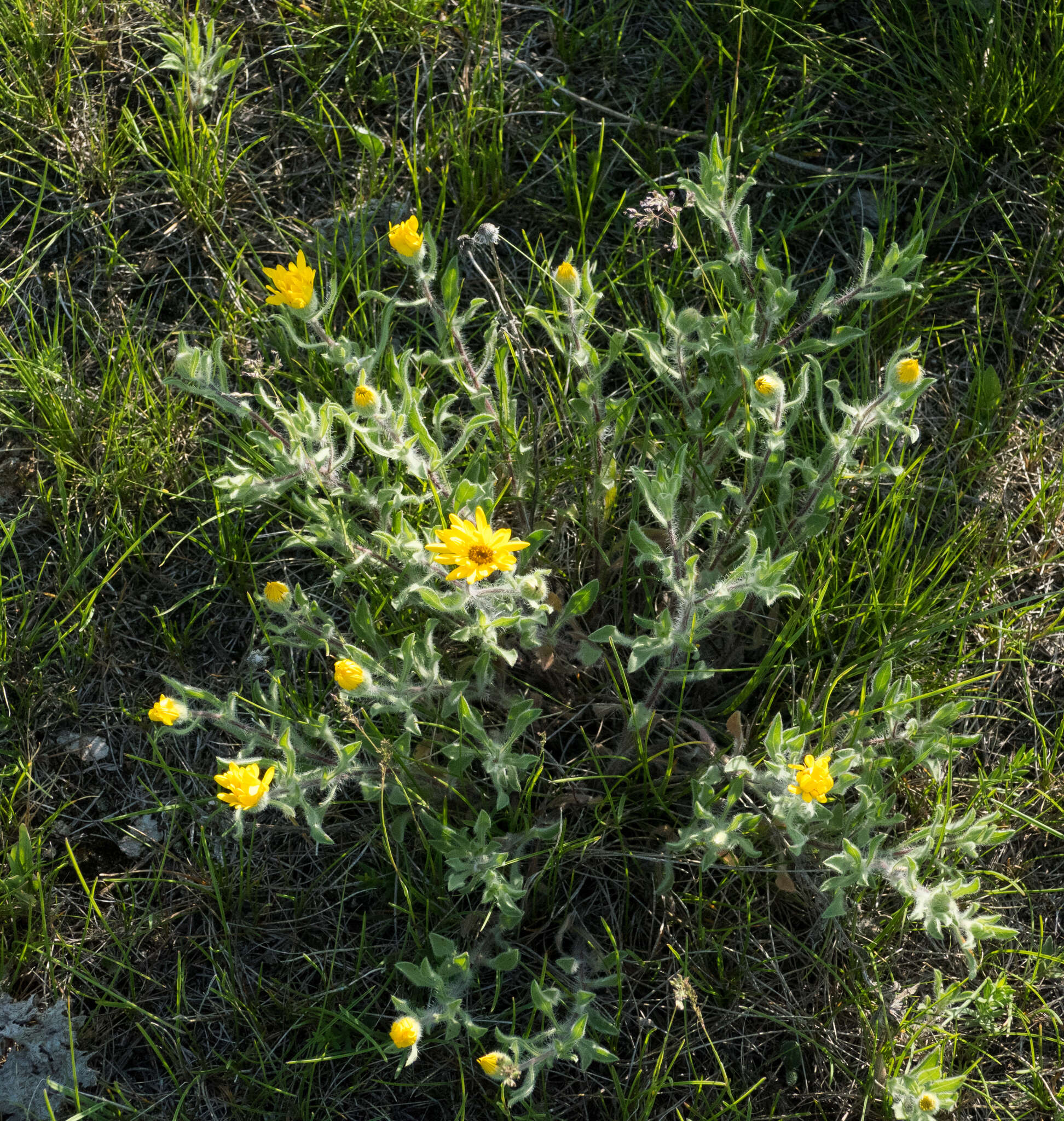 Image of hairy false goldenaster