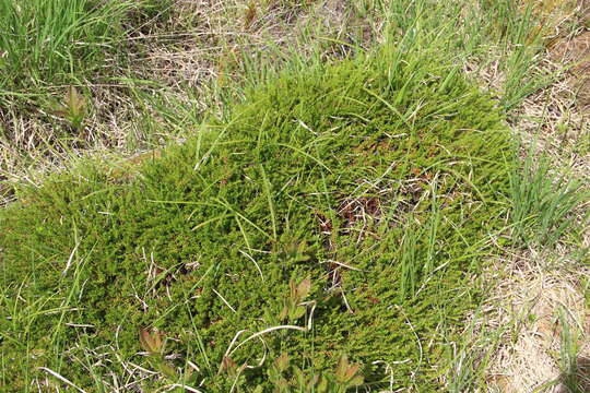 Image of Empetrum nigrum subsp. caucasicum (Juz.) V. B. Kuvaev