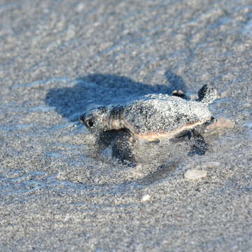 Image of Caretta