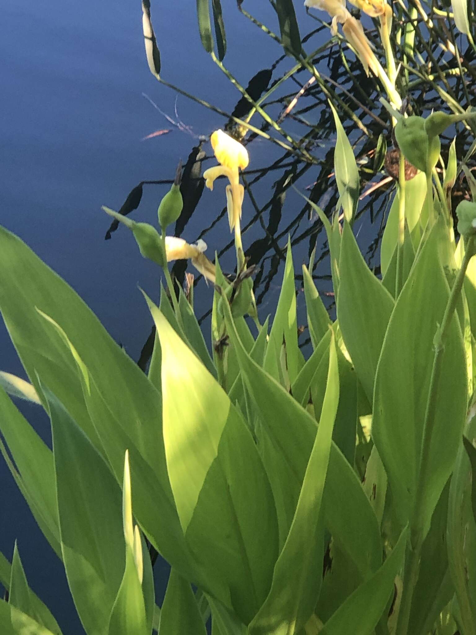 Image of bandanna of the Everglades