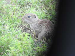 Image of Rio Grande Ground Squirrel