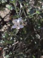 Image of Westringia kydrensis B. J. Conn