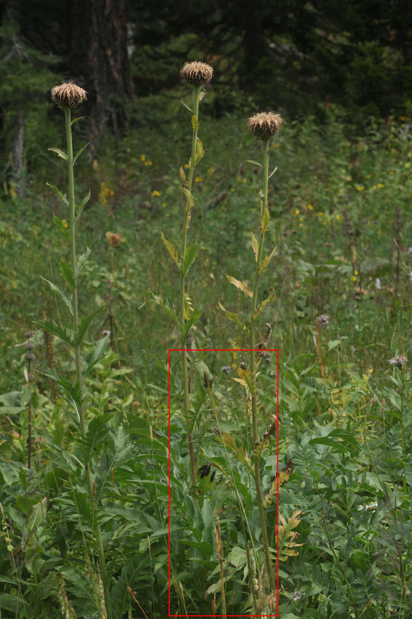 Image of Carex aterrima Hoppe