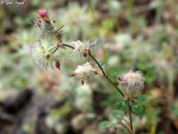 Plancia ëd Trifolium pauciflorum d'Urv.