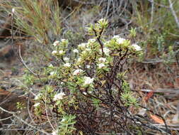 Image of Pimelea suteri T. Kirk