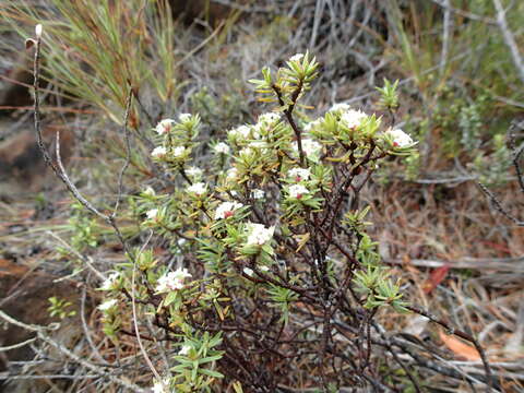 Image of Pimelea suteri T. Kirk