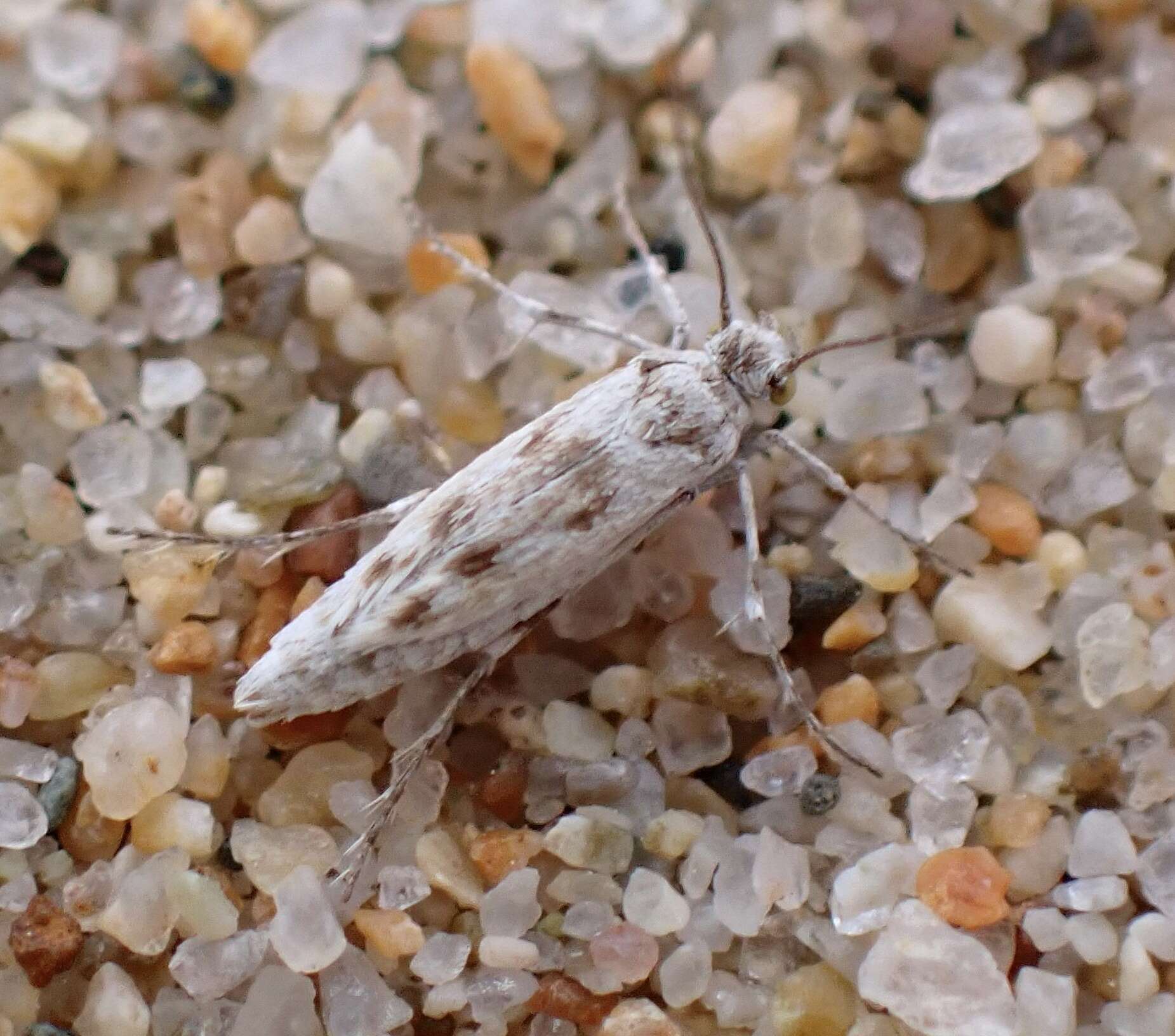 Image of Areniscythris brachypteris Powell 1976