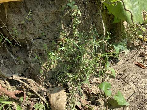 Image of Scleromitrion tenelliflorum (Blume) Korth.