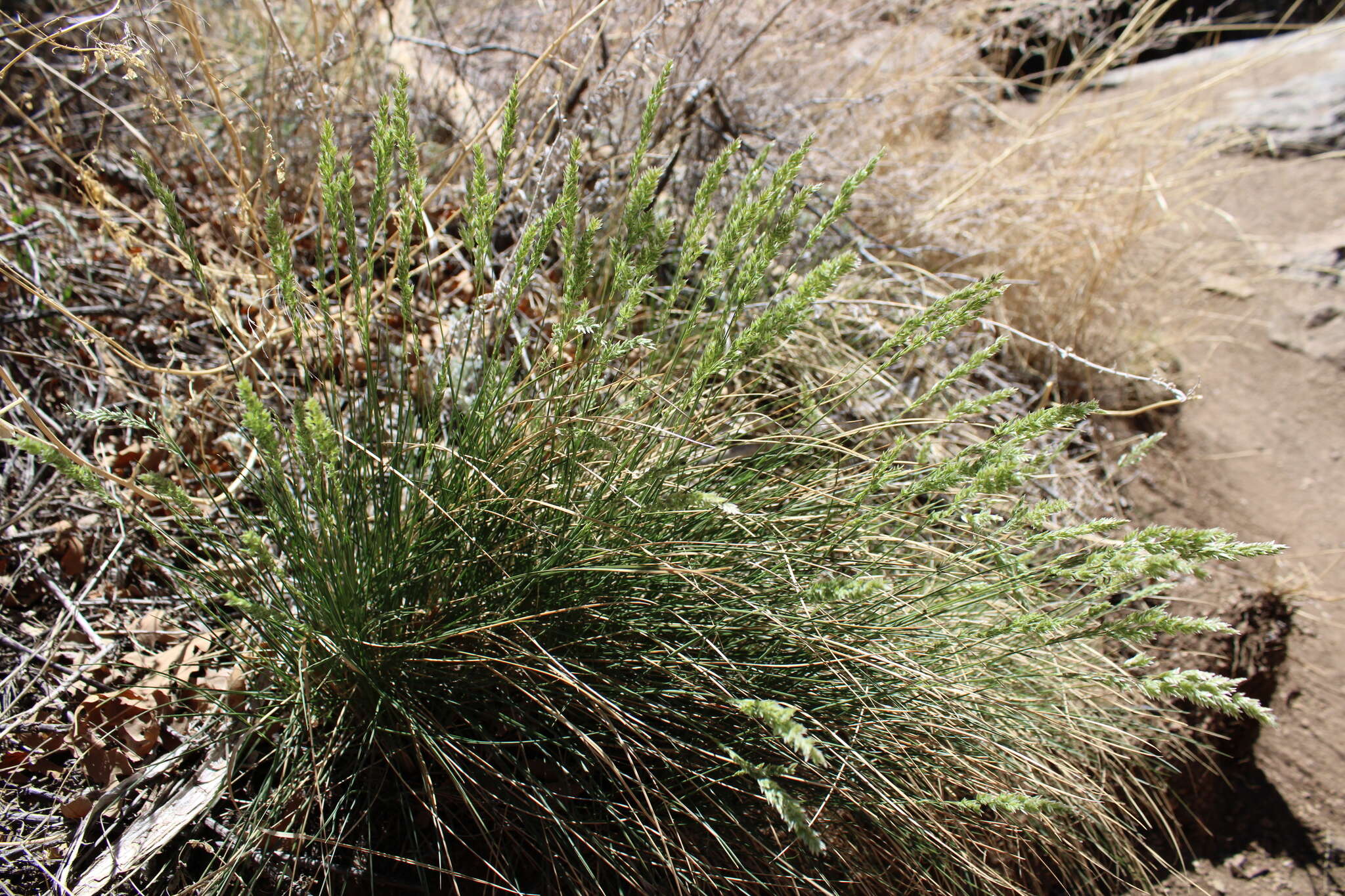 Plancia ëd Poa fendleriana (Steud.) Vasey