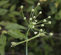 Image of stiff cowbane