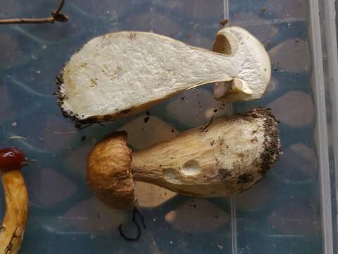 Imagem de Boletus nobilissimus Both & R. Riedel 2000