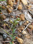 Image of Banded greenhood