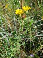 Image of lemonyellow false goldenaster