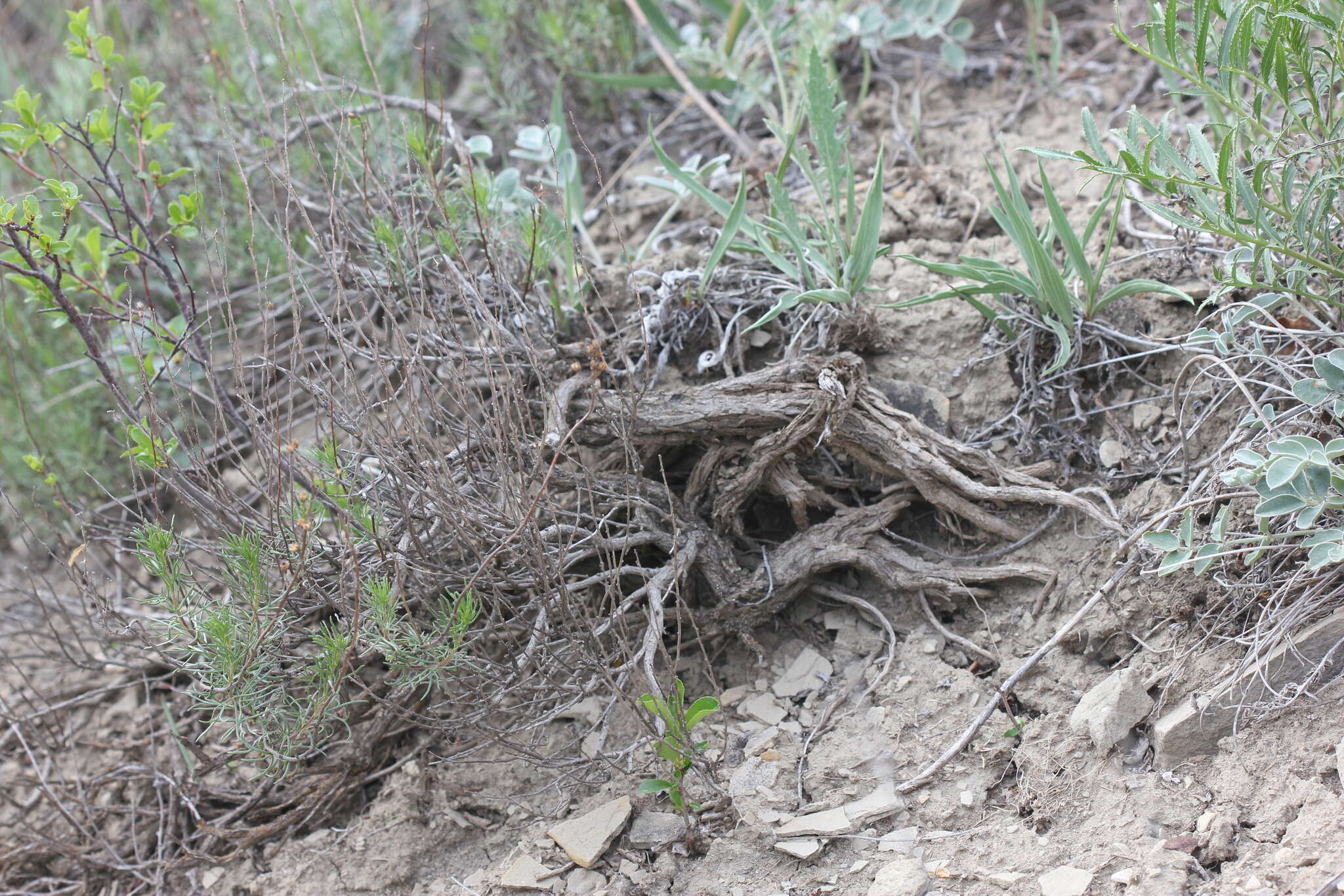 Imagem de Artemisia salsoloides Willd.