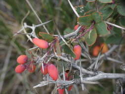 Image de Berberis aetnensis C. Presl