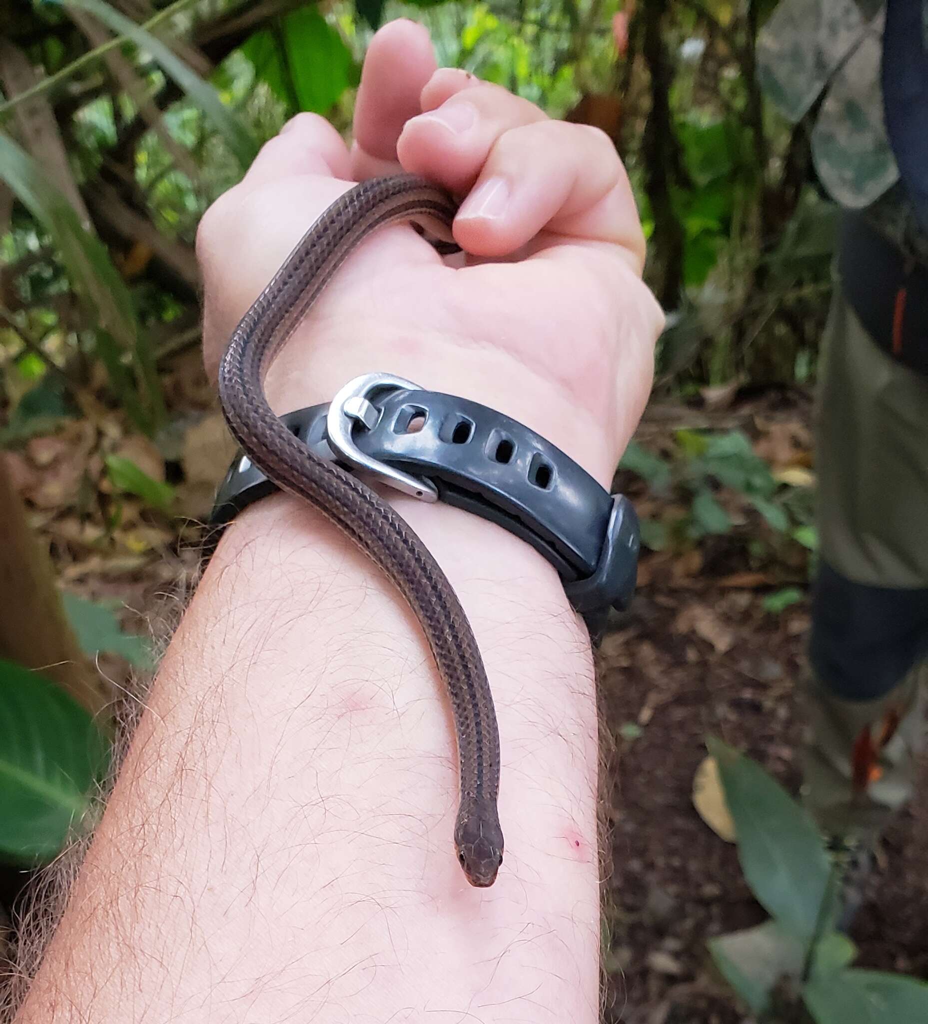 Image of Black-headed Snake (equatoriana