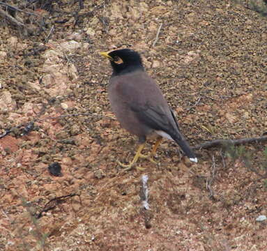 Image of Acridotheres tristis tristis (Linnaeus 1766)