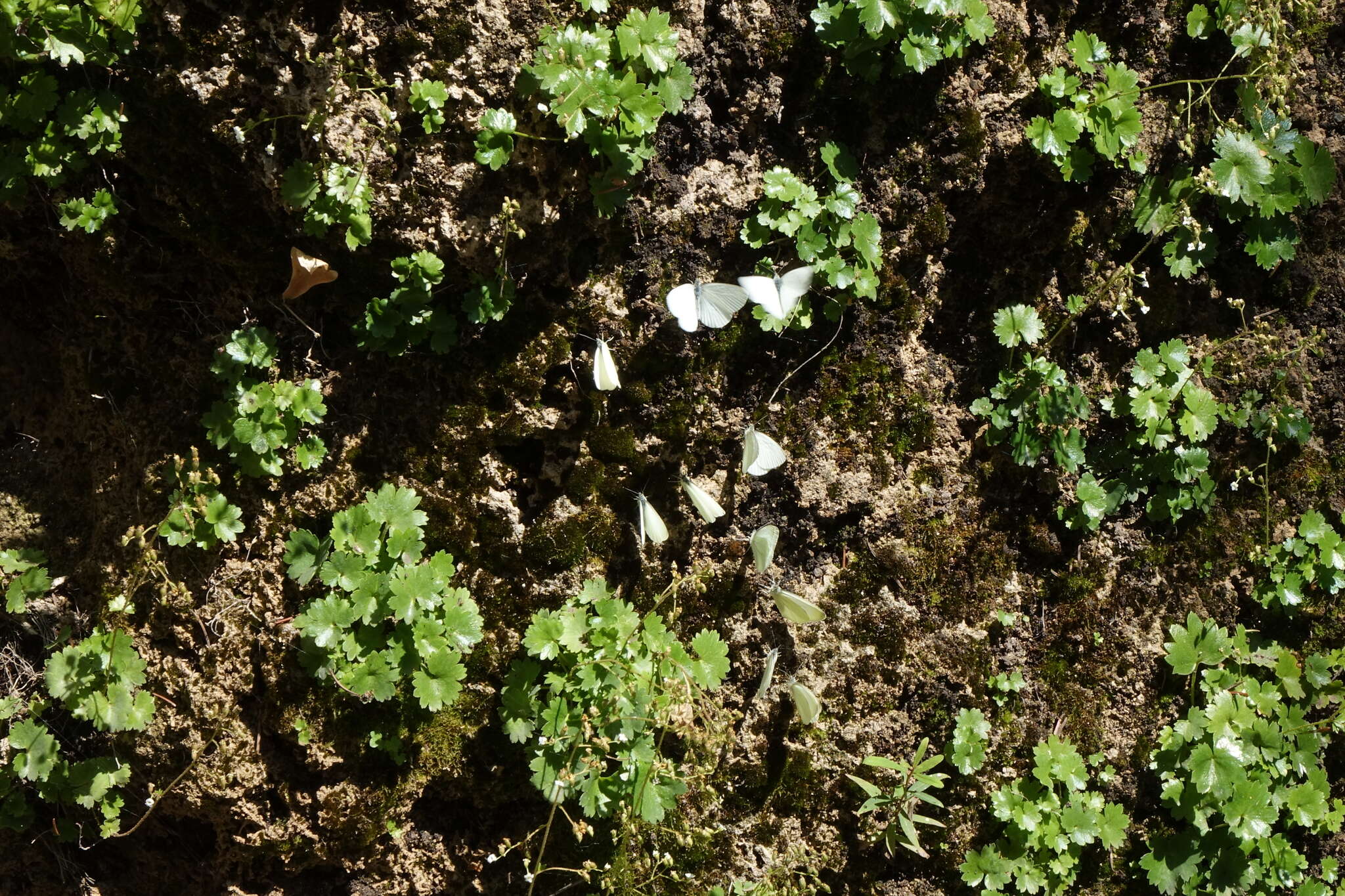 Imagem de Sullivantia hapemanii var. purpusii (Brandeg.) D. E. Soltis