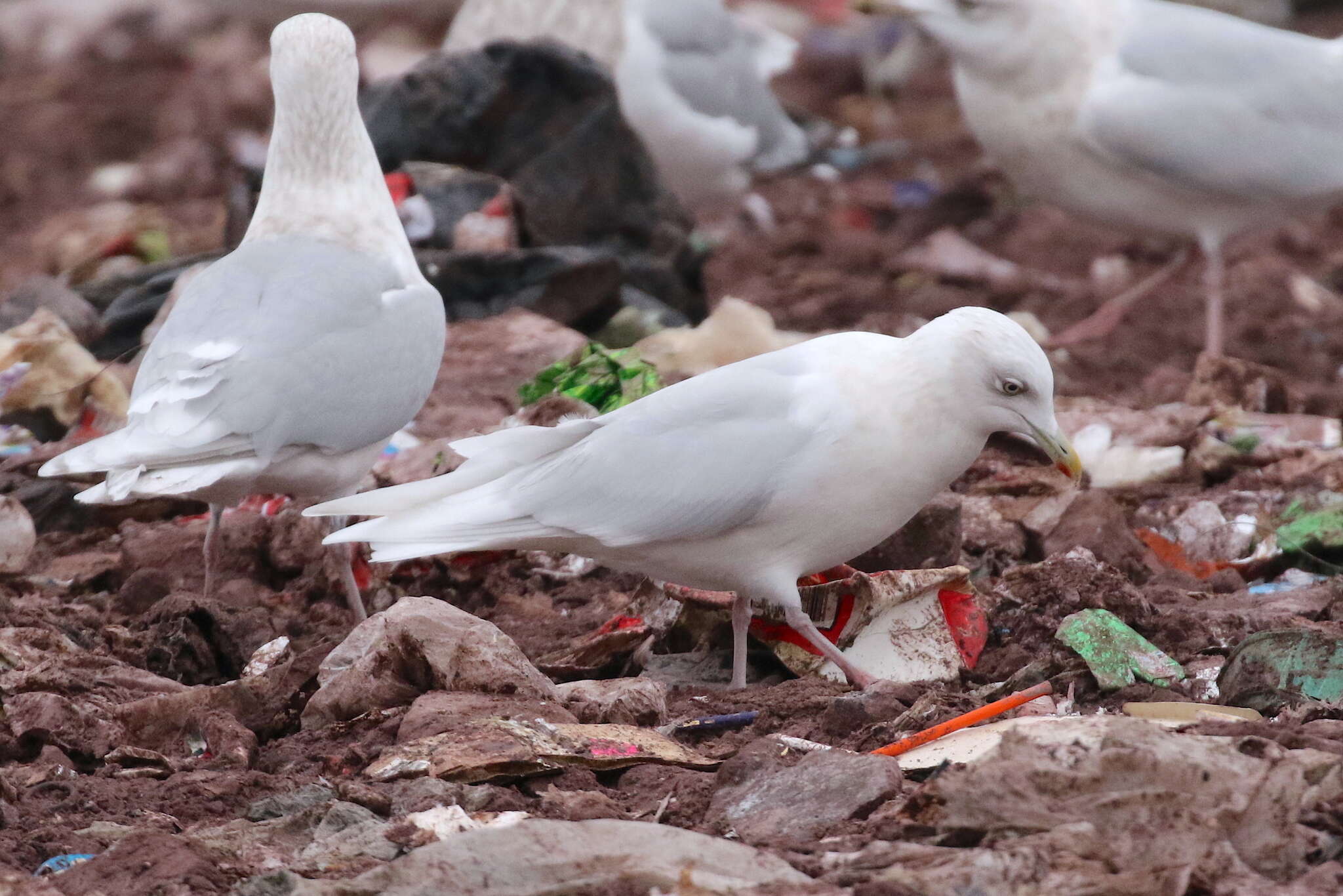 Image of Iceland gull