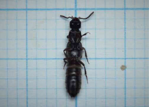 Image of Rove beetle