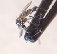 Image of Dengue fever mosquito