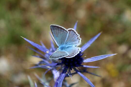 Image of Polyommatus daphnis