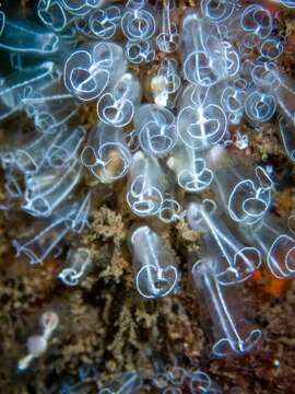 Image of Light-bulb sea squirt