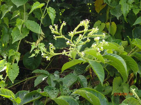 Image of Heliotropium verdcourtii Craven