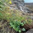 Image of Eriogonum galioides I M. Johnst.