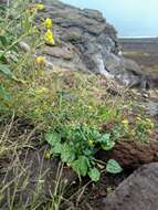 Image of Eriogonum galioides I M. Johnst.