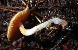 Image of Cortinarius waiporianus Soop 2013