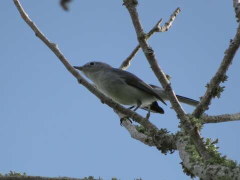 Image of Polioptila caerulea caerulea (Linnaeus 1766)