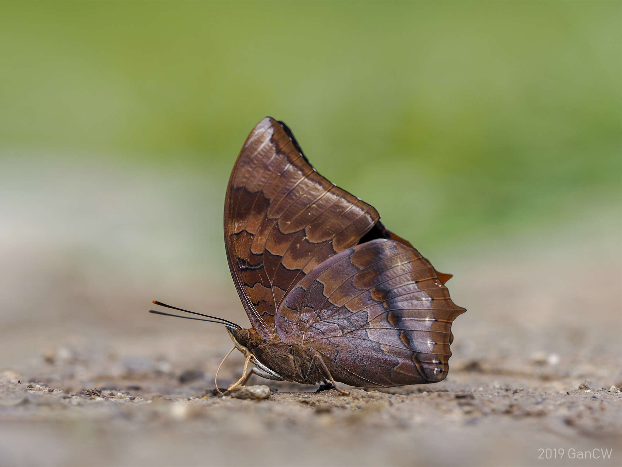 Imagem de Charaxes bernardus Fabricius 1793