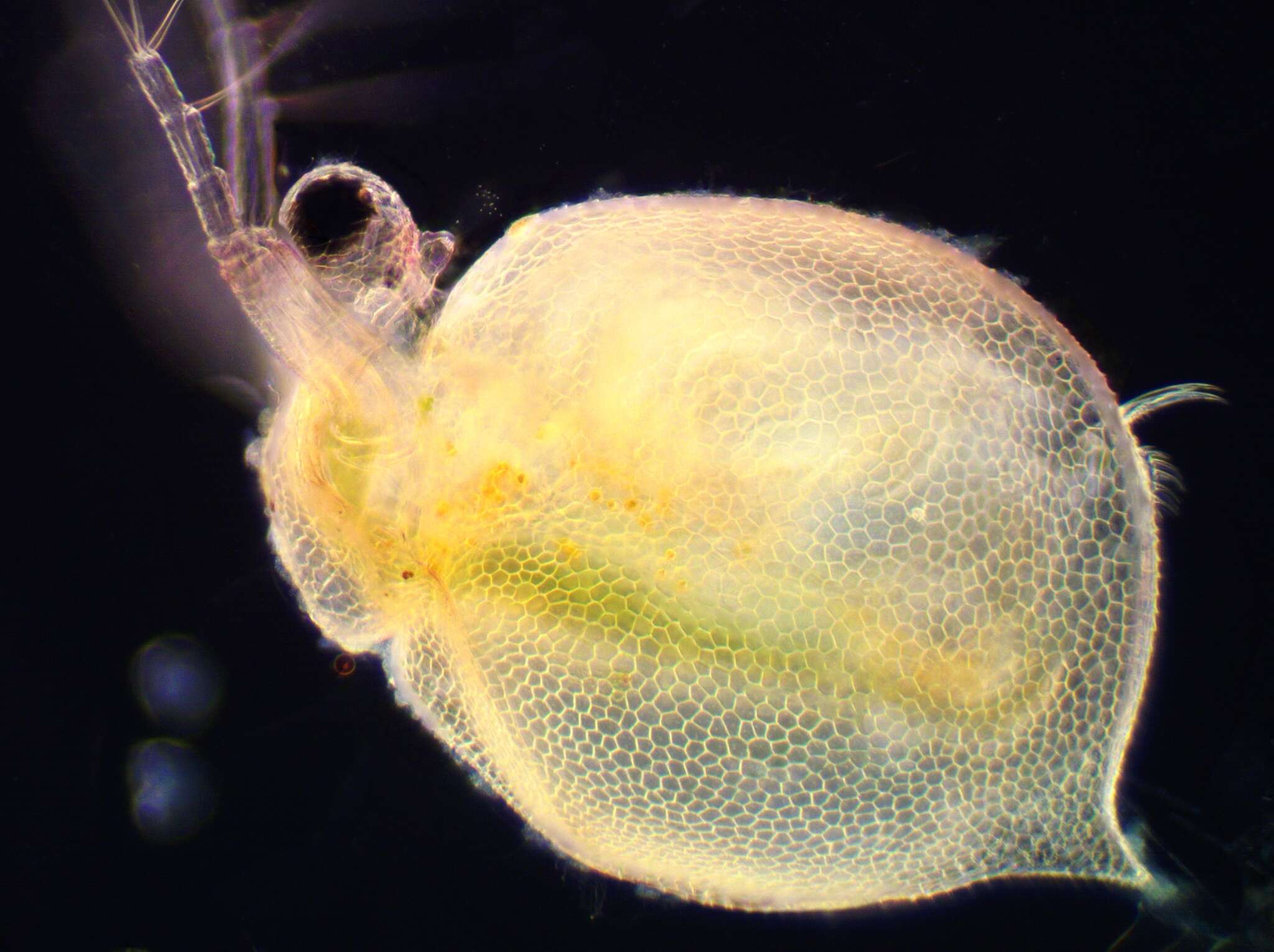 Image of reticulate waterflea