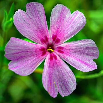 Image of trailing phlox