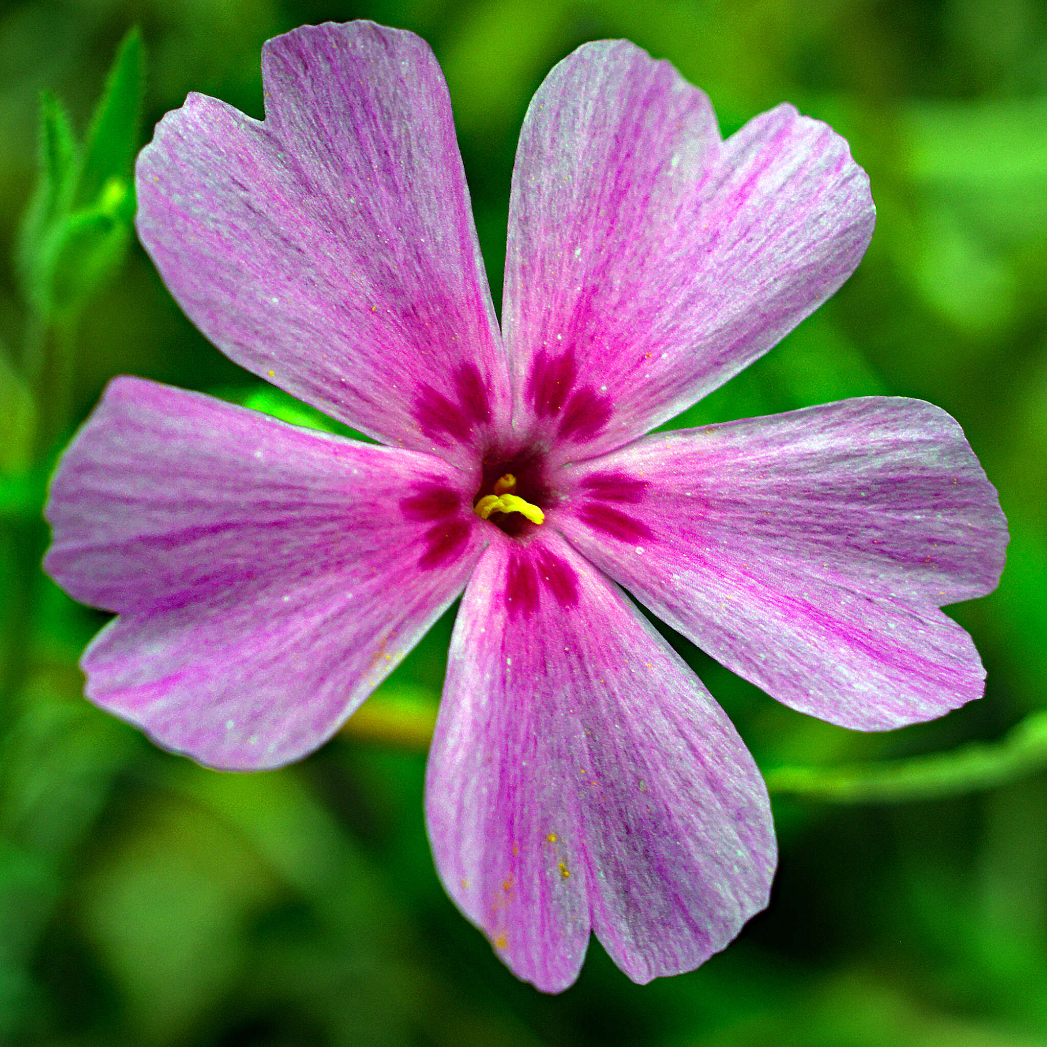 Image of trailing phlox