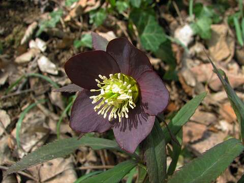 Image of Helleborus dumetorum subsp. atrorubens (Waldst. & Kit.) Merxm. & Podl.