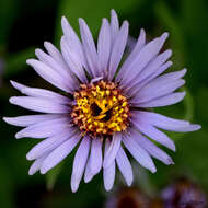 Image of arctic aster