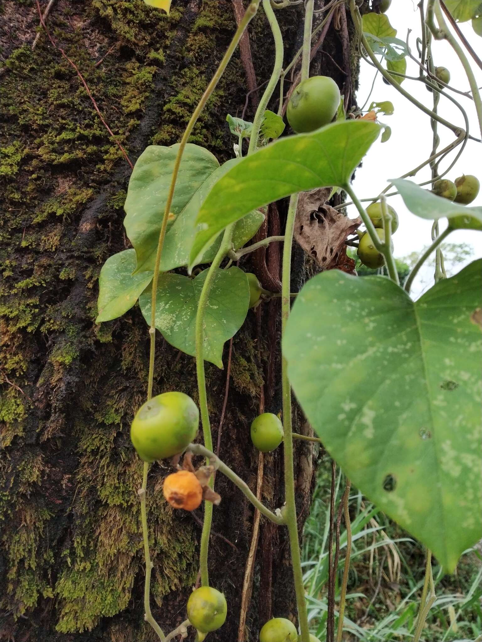 Argyreia roxburghii (Sw.) Choisy的圖片