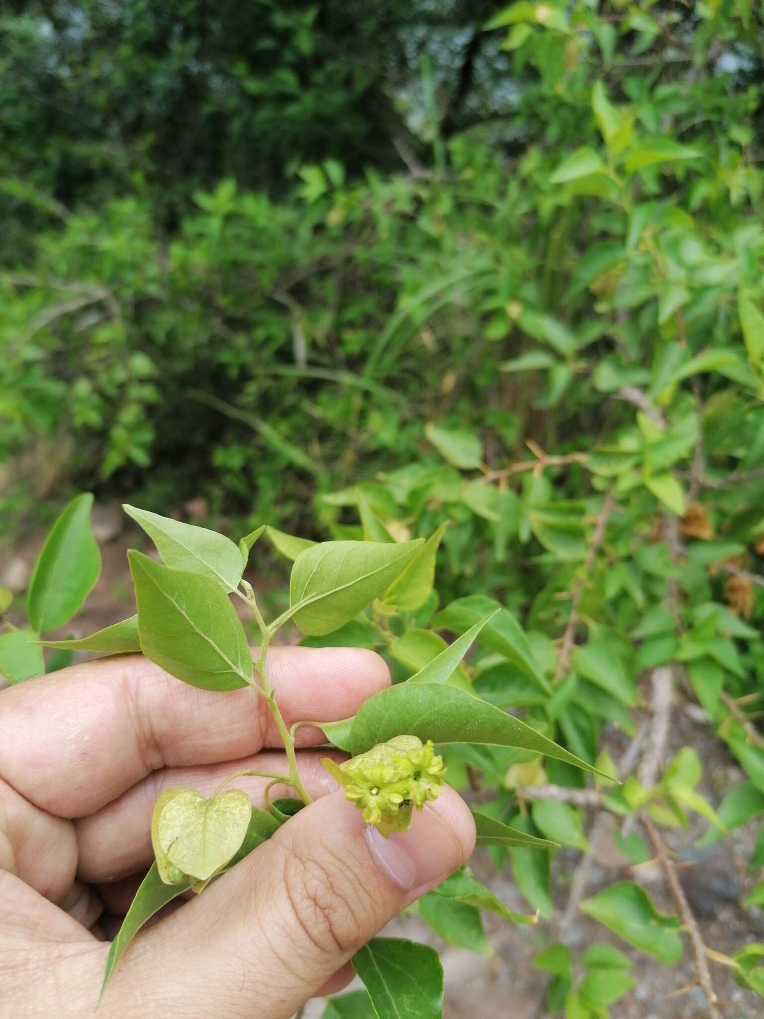 Слика од Bougainvillea stipitata Griseb.