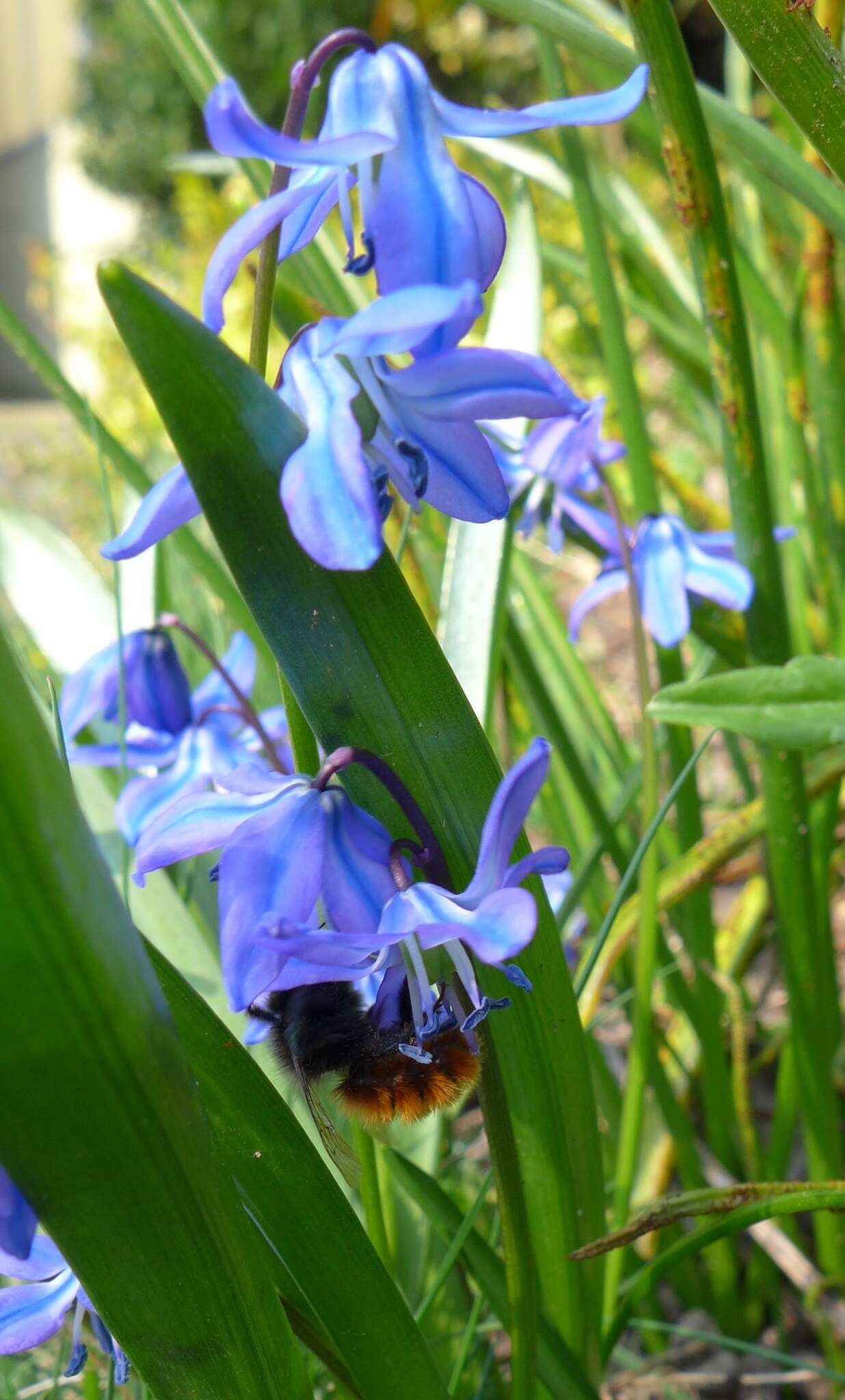 Image of Osmia cornuta (Latreille 1805)